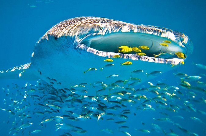 Whale Shark from Cancun, Riviera Maya and Tulum All Inclusive - Cancellation and weather details