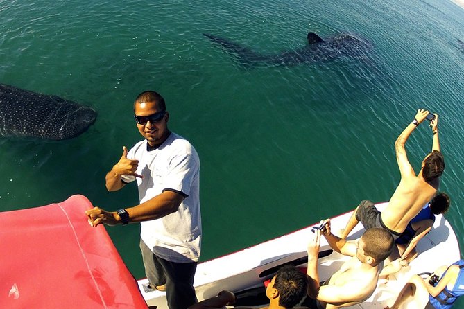 Whale Shark from Cancun, Riviera Maya and Tulum All Inclusive - What the whale shark portion feels like