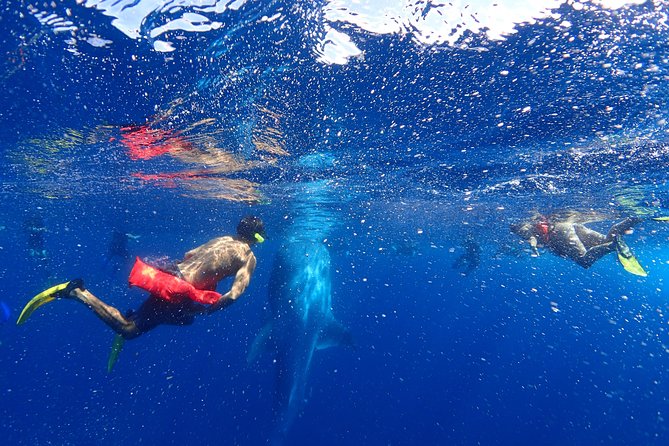 Whale Shark & Manta Ray Snorkel -(May-Sept) Only 10pp per Boat - Why this whale shark trip is special