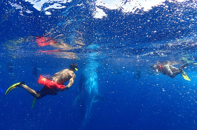 Whale Shark & Manta Ray Snorkel -(May-Sept) Only 10pp per Boat - Entering the water two at a time