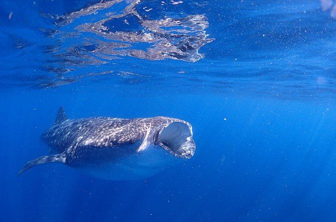 Whale Shark & Manta Ray Snorkel -(May-Sept) Only 10pp per Boat - The $160 price and what you get