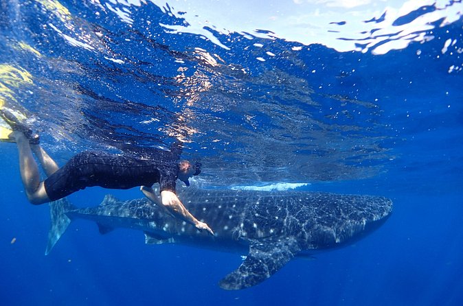 Whale Shark & Manta Ray Snorkel -(May-Sept) Only 10pp per Boat - Who should book this Isla Mujeres tour