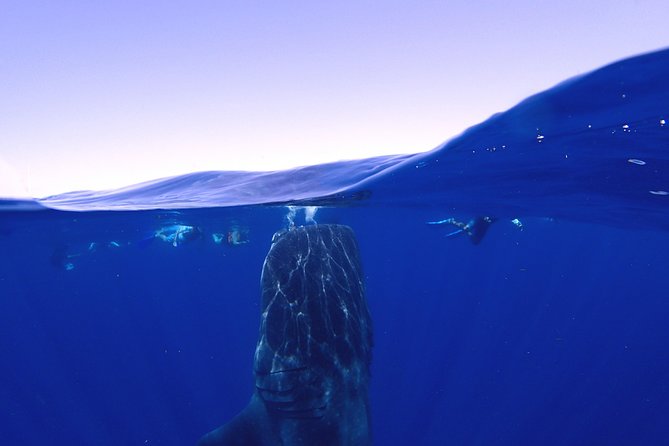 Whale Shark & Manta Ray Snorkel -(May-Sept) Only 10pp per Boat - The ride to the whale sharks