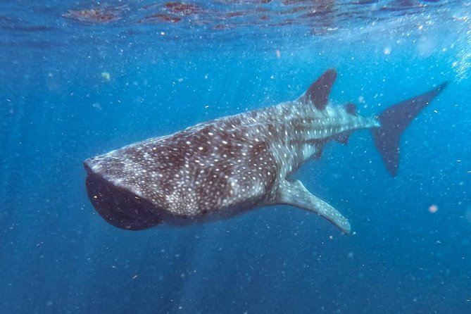 Whale Shark Swim Adventure SMALL GROUP from Cancun - Why the whale shark season matters