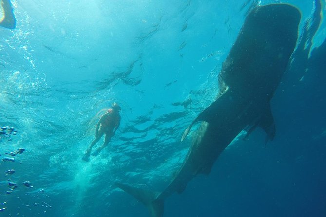 Whale Shark Swim Adventure SMALL GROUP from Cancun - Meeting the whale sharks in pairs