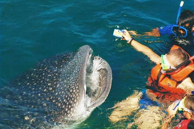 Whale Shark Swim Adventure SMALL GROUP from Cancun - Who should book this Cancun excursion?