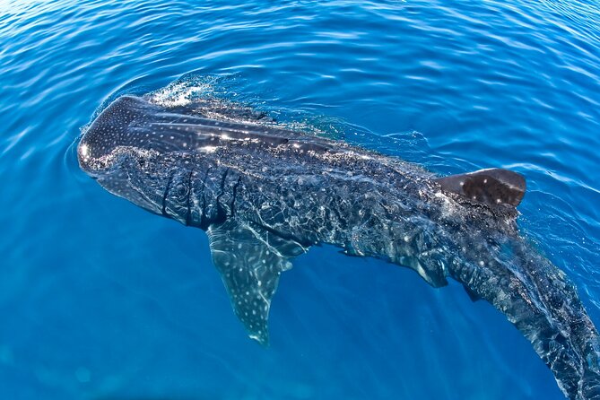 Whale Shark Swim Adventure SMALL GROUP from Cancun - Practical details before you reserve