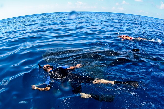 Whale Shark Swim Adventure SMALL GROUP from Cancun - Crossing toward Isla Mujeres, Contoy, and Holbox