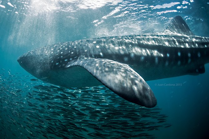 Whale Shark Swimming and Isla Mujeres Beach Tour - Playa Norte gives the day a gentler finish