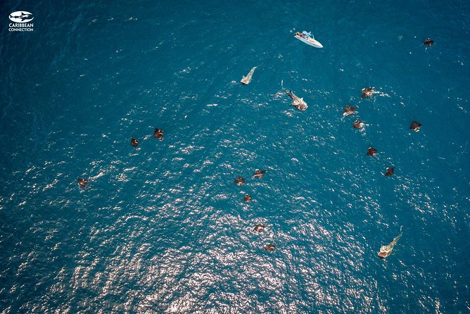 Whale Shark Swimming and Isla Mujeres Beach Tour - Timing, group size, and the real length of the day