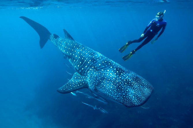 Whale Shark Swimming and Isla Mujeres Beach Tour - The long ride to the whale shark area