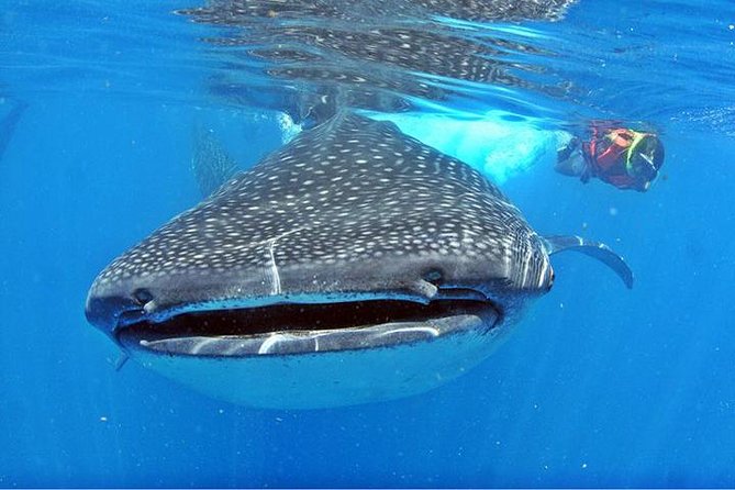 Whale Shark Tour from Cancun, Playa del Carmen, Tulum and Riviera Maya - The whale shark season from June to mid-September