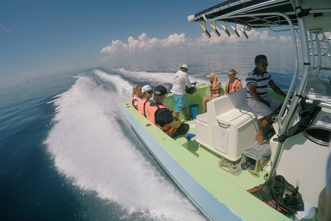 Whale Shark Tour from Cancun, Playa del Carmen, Tulum and Riviera Maya - Swimming beside the whale sharks