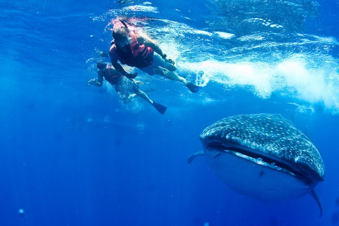 Whale Shark Tour from Cancun, Playa del Carmen, Tulum and Riviera Maya - A very early start from Tulum, Cancun, and the Riviera Maya
