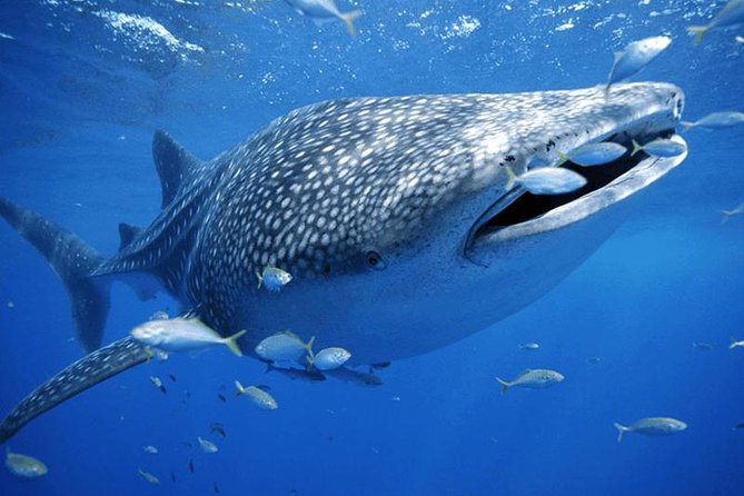 Whale Sharks Small-Group Tour in Cancun and Riviera Maya - Starting at Marina Xtabay in Puerto Juárez