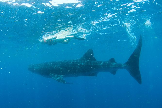 Whale Sharks Small-Group Tour in Cancun and Riviera Maya - Entering the water with a whale shark