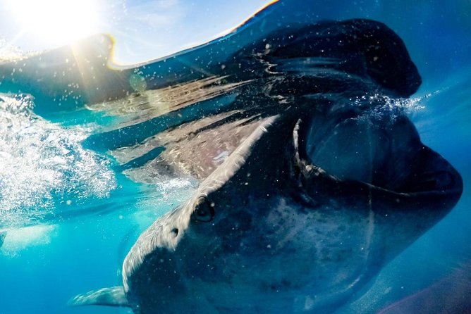 Whale Sharks Small-Group Tour in Cancun and Riviera Maya - Isla Mujeres lunch and Playa Norte water time