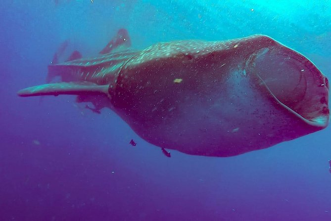 Whale Sharks Small-Group Tour in Cancun and Riviera Maya - Is $160 a fair price?