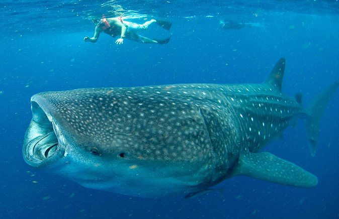 Whale Sharks Small-Group Tour in Cancun and Riviera Maya - The boat ride and the real meaning of small group