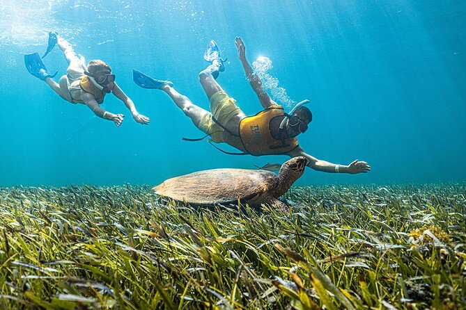 With Turtles, Shipwreck, Cenote, and Reef and Transport Included - What the $79 price really includes