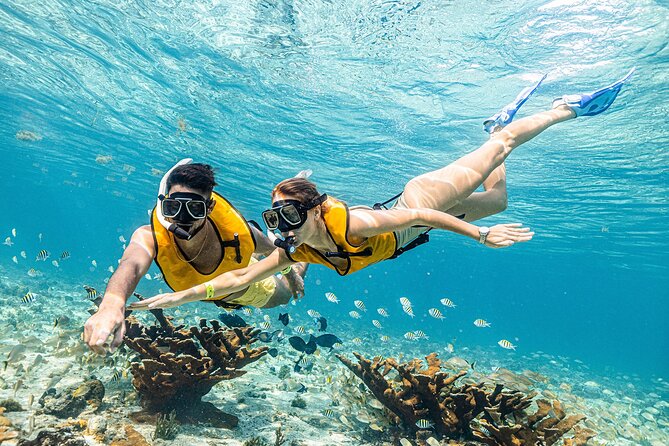 With Turtles, Shipwreck, Cenote, and Reef and Transport Included - What to bring and what to skip
