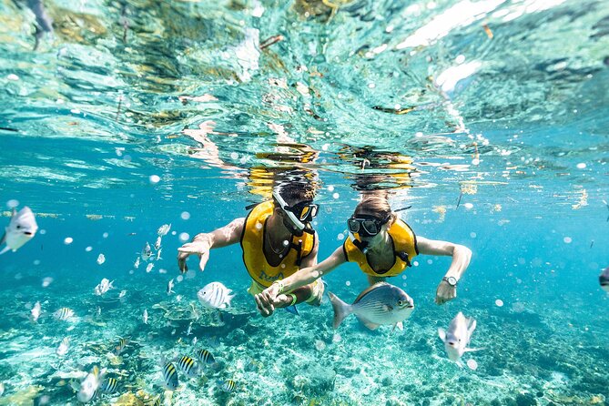 With Turtles, Shipwreck, Cenote, and Reef and Transport Included - The shipwreck and underwater museum